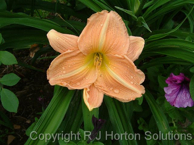 Daylily Apricot